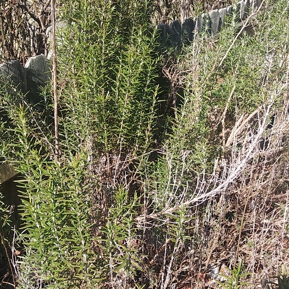 Rosemary - Picture 3 of 4